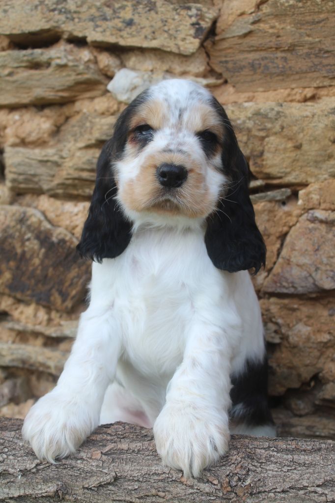 of caniland's dream - Chiot disponible  - Cocker Spaniel Anglais