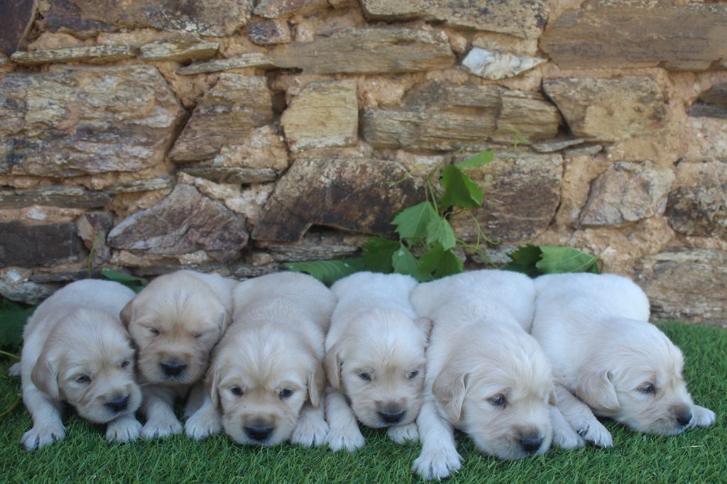 chiot Golden Retriever of caniland's dream