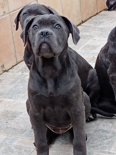 of caniland's dream - Chiot disponible  - Cane Corso