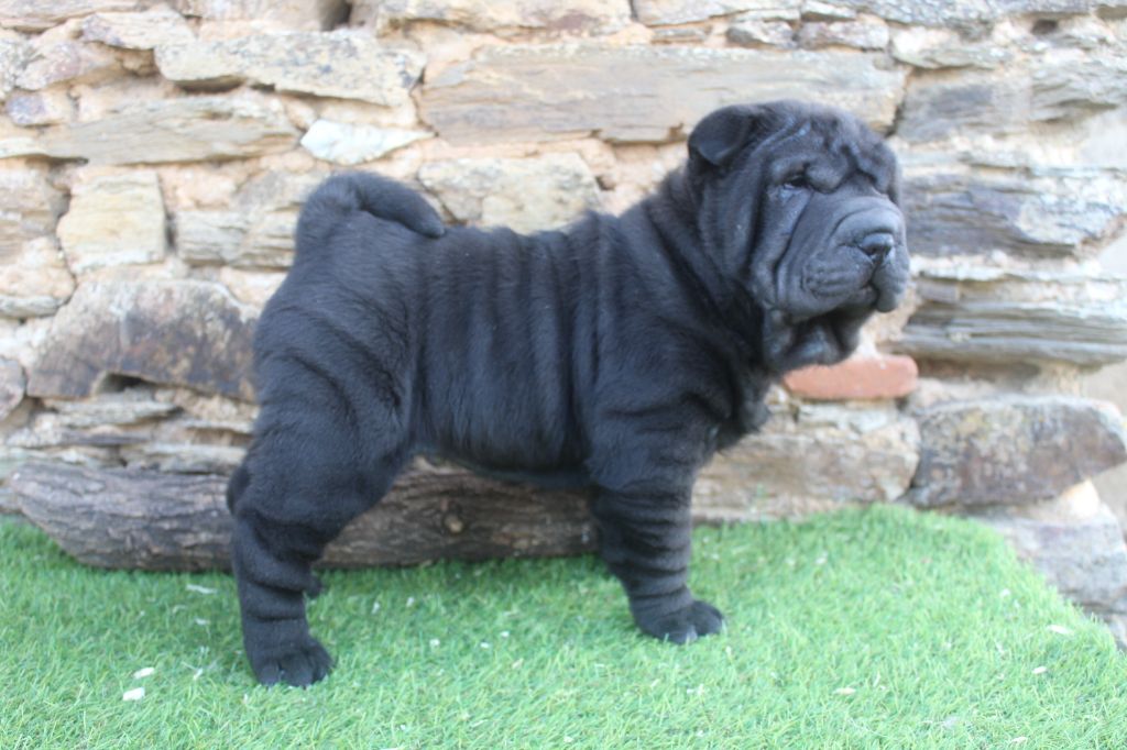 of caniland's dream - Chiot disponible  - Shar Pei