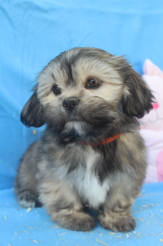 of caniland's dream - Chiot disponible  - Lhassa Apso