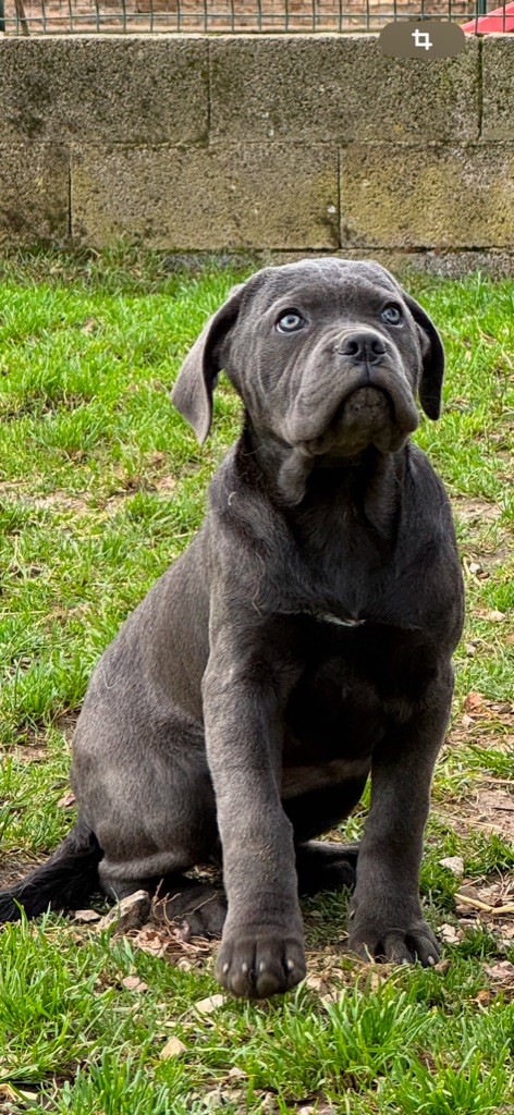 of caniland's dream - Chiot disponible  - Cane Corso