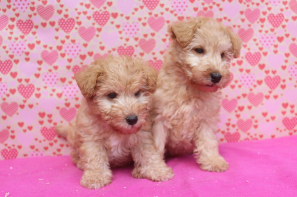 chiot Lakeland Terrier of caniland's dream