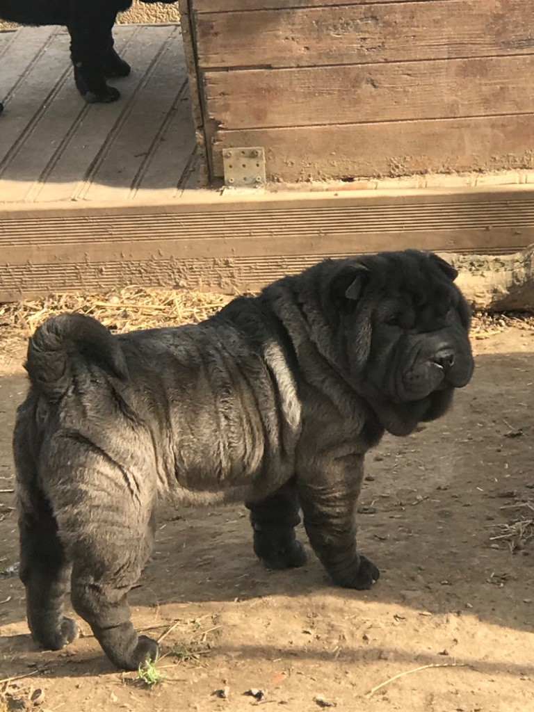 of caniland's dream - Chiot disponible  - Shar Pei