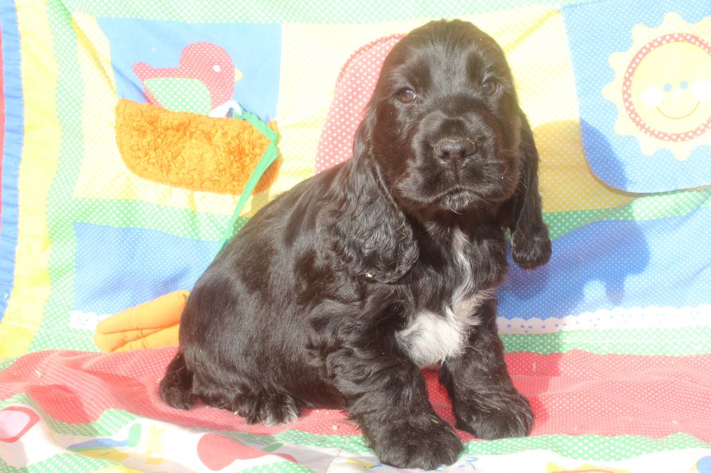 of caniland's dream - Chiot disponible  - Cocker Spaniel Anglais