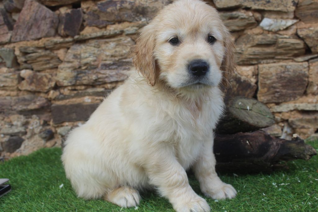 of caniland's dream - Chiot disponible  - Golden Retriever