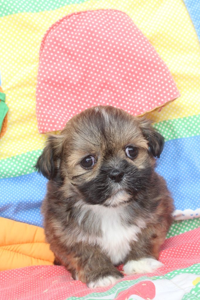 of caniland's dream - Chiot disponible  - Lhassa Apso