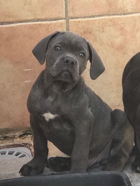 of caniland's dream - Chiot disponible  - Cane Corso