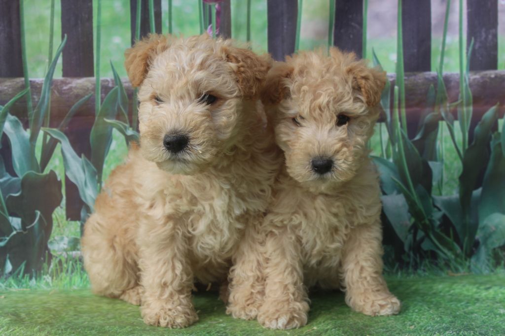 chiot Lakeland Terrier of caniland's dream