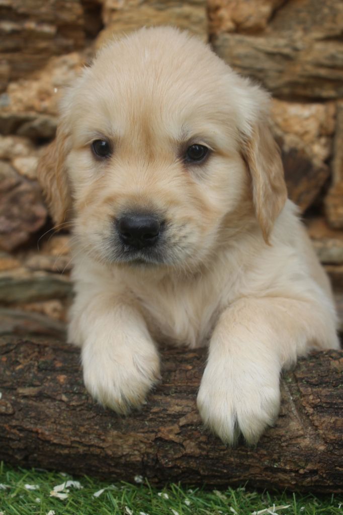 of caniland's dream - Chiot disponible  - Golden Retriever