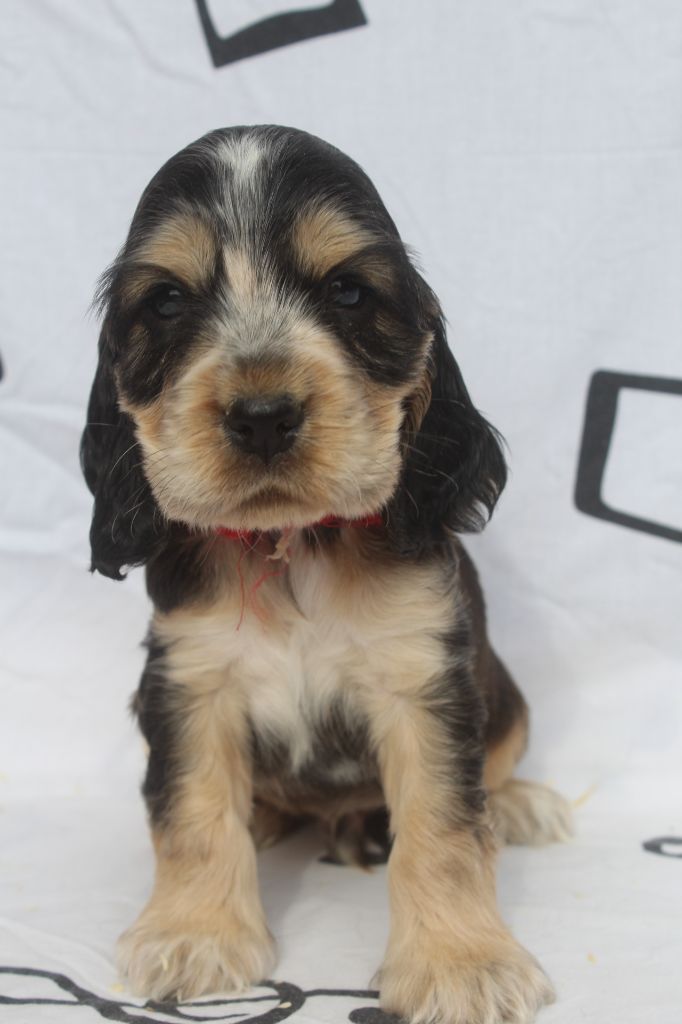 of caniland's dream - Chiot disponible  - Cocker Spaniel Anglais