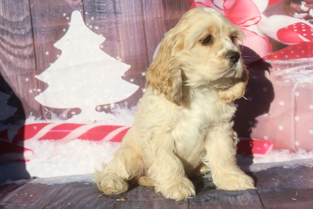 of caniland's dream - Chiot disponible  - American Cocker Spaniel