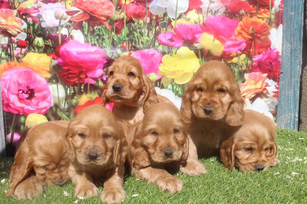 chiot Cocker Spaniel Anglais of caniland's dream