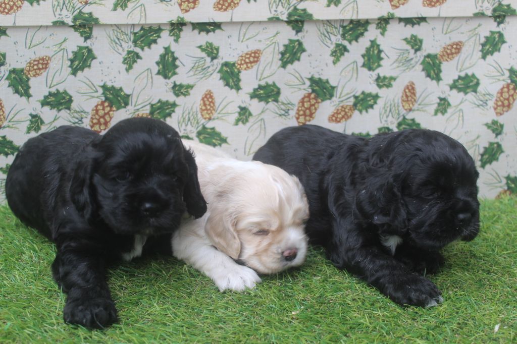 chiot American Cocker Spaniel of caniland's dream