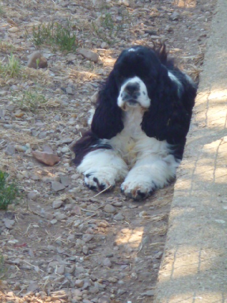 Glee of caniland's dream