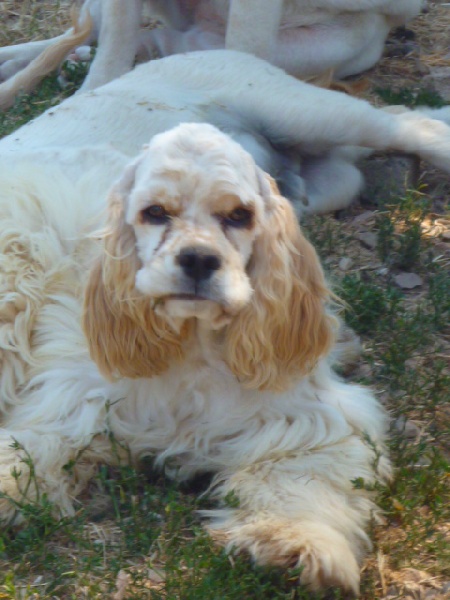 Glam of caniland's dream