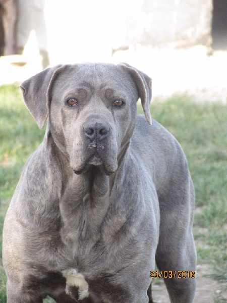 Gloutonne of caniland's dream