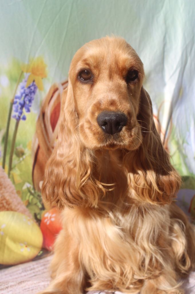 Uvana of caniland's dream