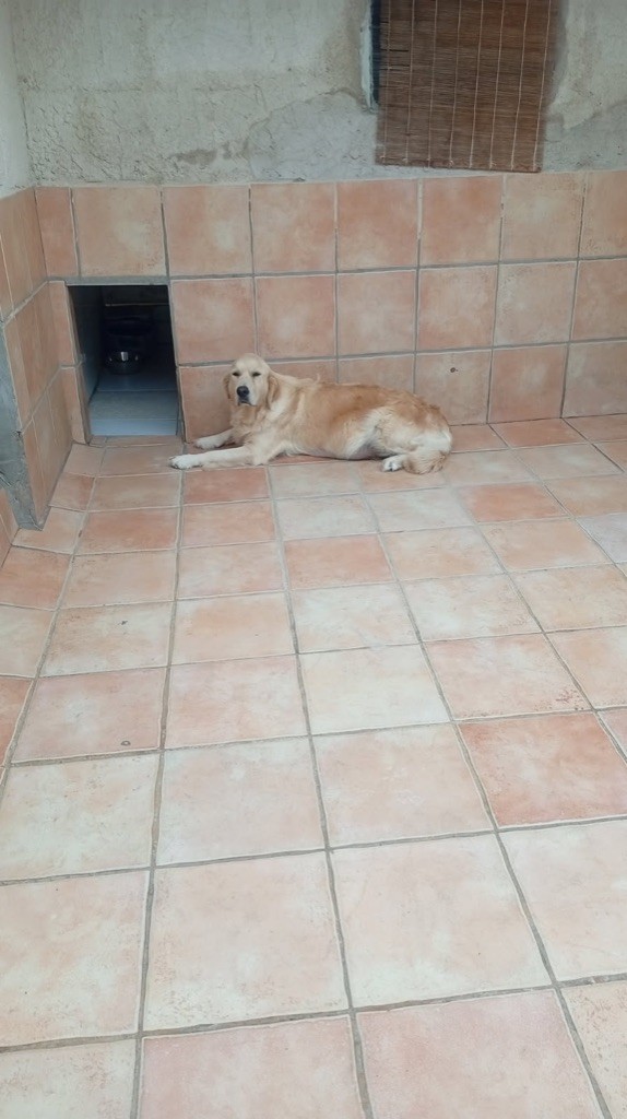 Tangerine of caniland's dream