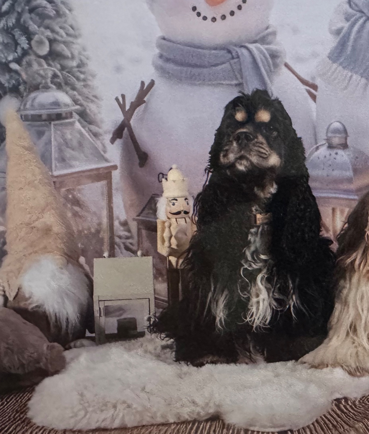 UMYA of caniland's dream