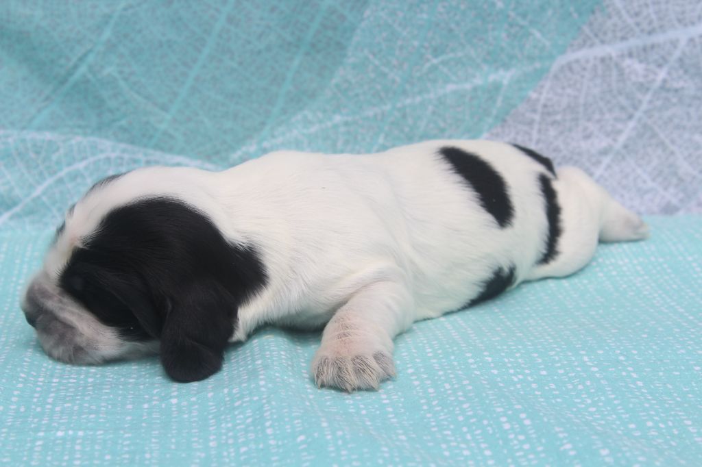 of caniland's dream - Chiots disponibles - Cocker Spaniel Anglais