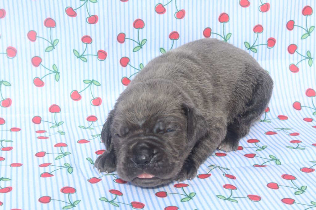 of caniland's dream - Chiots disponibles - Cane Corso