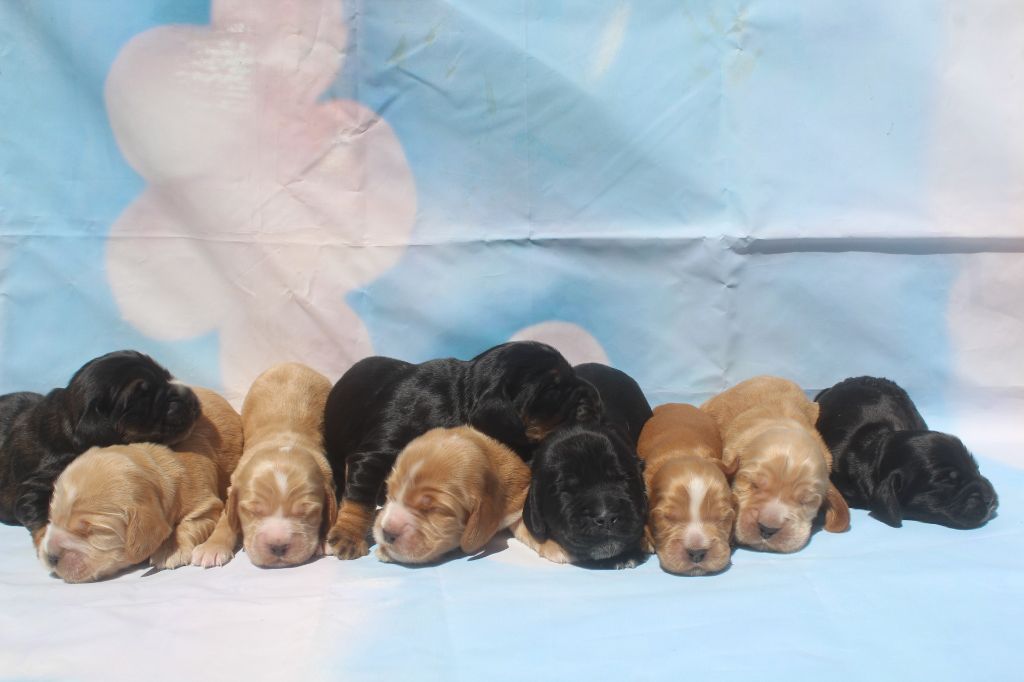 Chiot Cocker Spaniel Anglais of caniland's dream