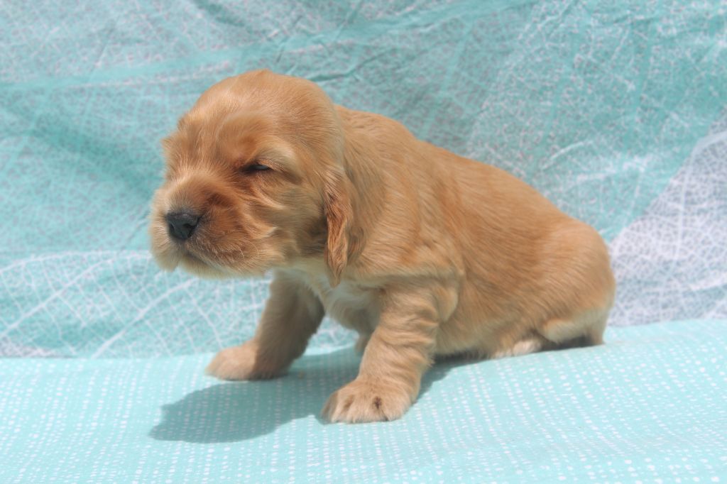 of caniland's dream - Chiots disponibles - Cocker Spaniel Anglais
