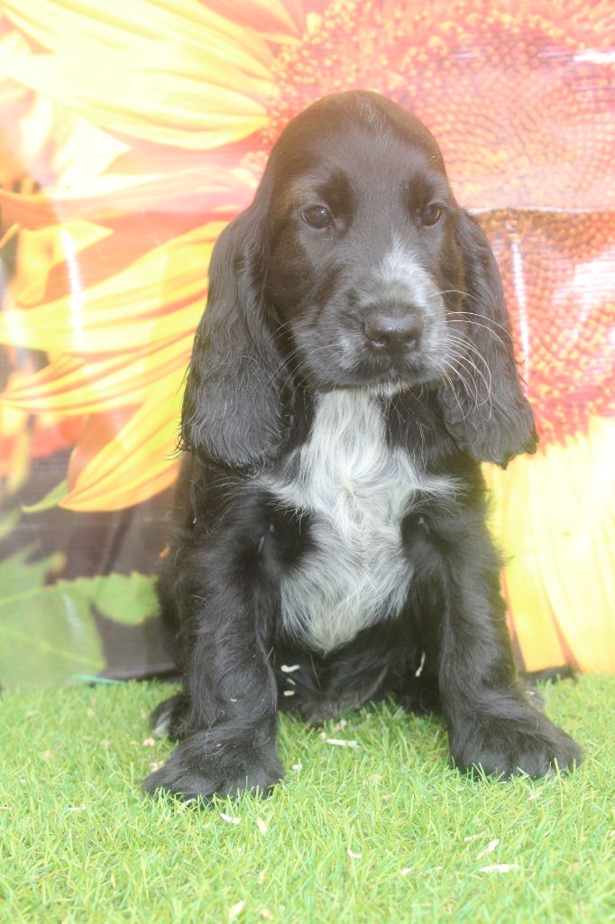 of caniland's dream - Chiots disponibles - Cocker Spaniel Anglais