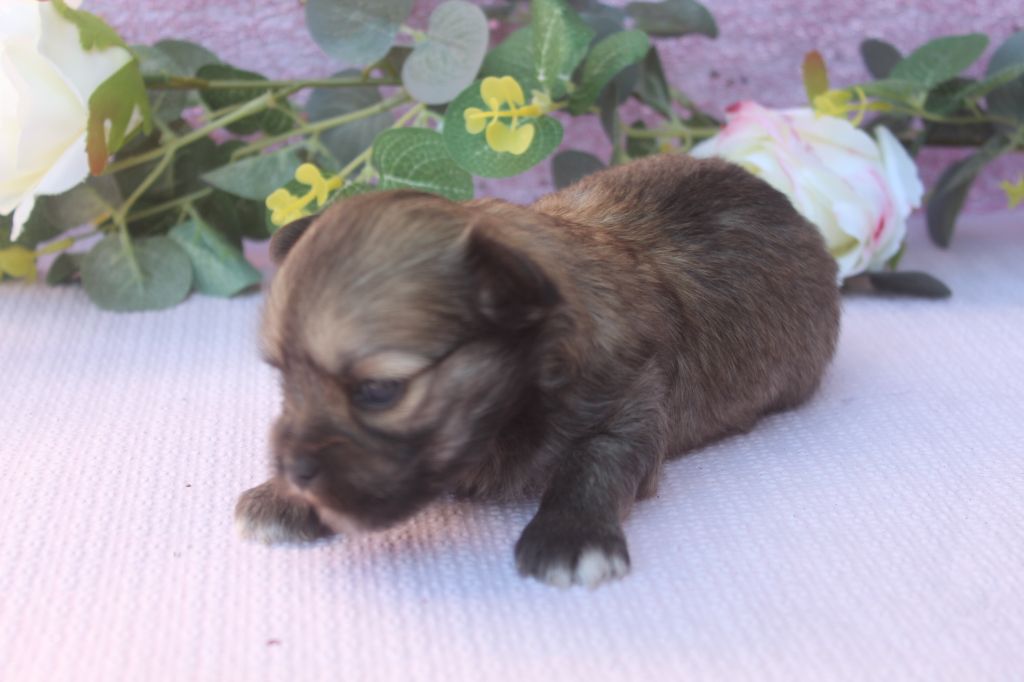 of caniland's dream - Chiots disponibles - Lhassa Apso