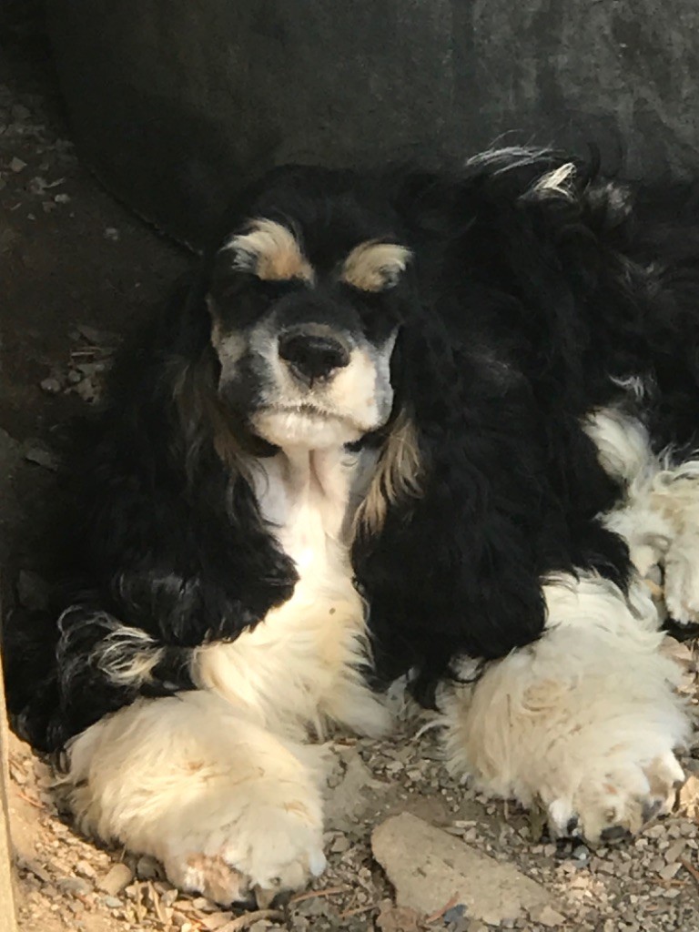 of caniland's dream - Chiots disponibles - American Cocker Spaniel