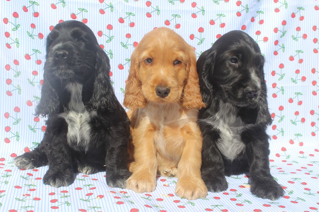 Chiot Cocker Spaniel Anglais of caniland's dream