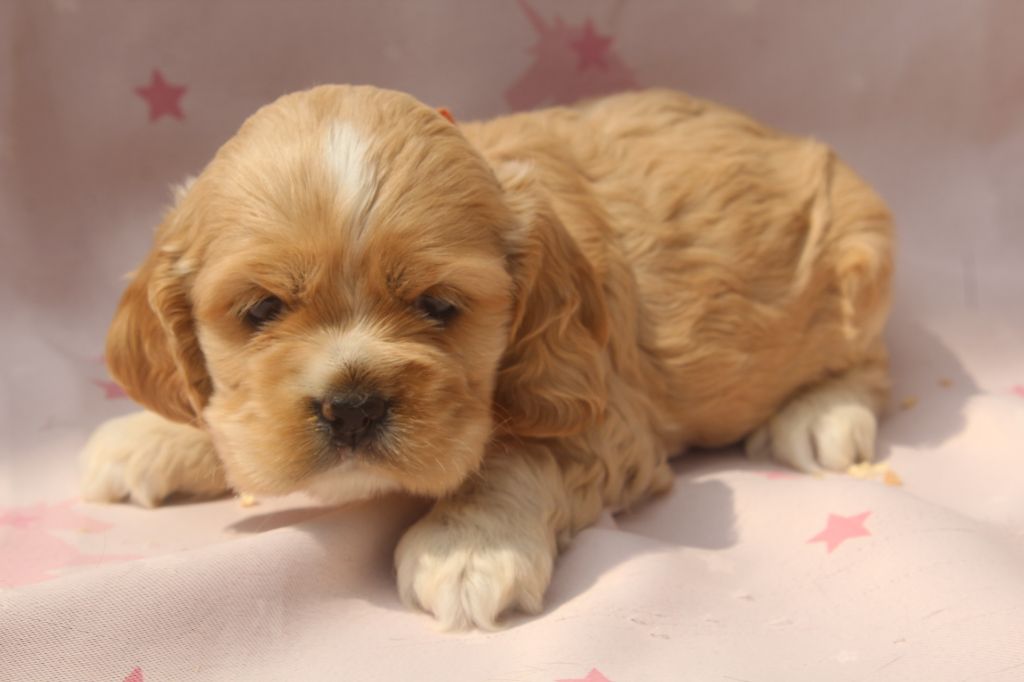 of caniland's dream - Chiots disponibles - American Cocker Spaniel