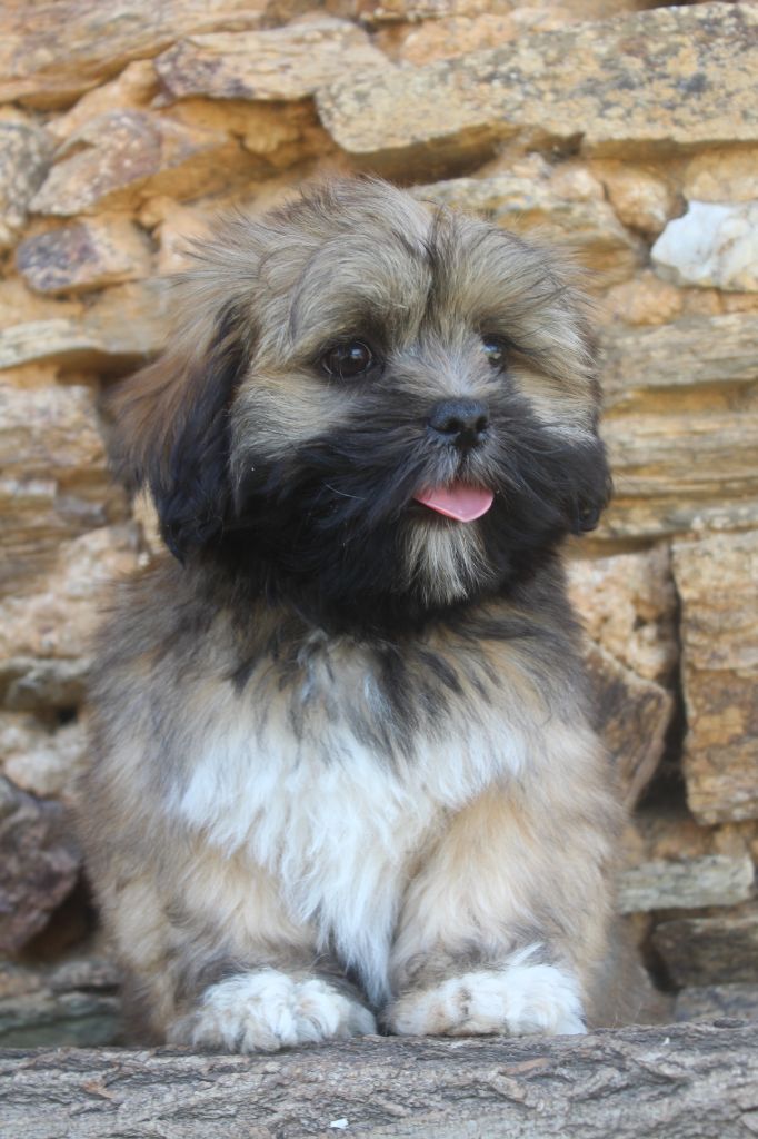 of caniland's dream - Chiots disponibles - Lhassa Apso