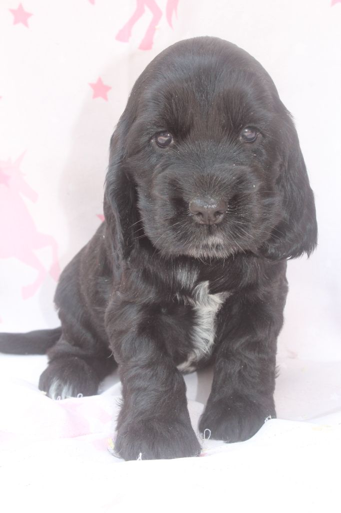 of caniland's dream - Chiots disponibles - Cocker Spaniel Anglais