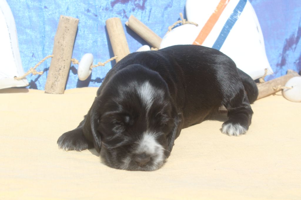 of caniland's dream - Chiots disponibles - Cocker Spaniel Anglais