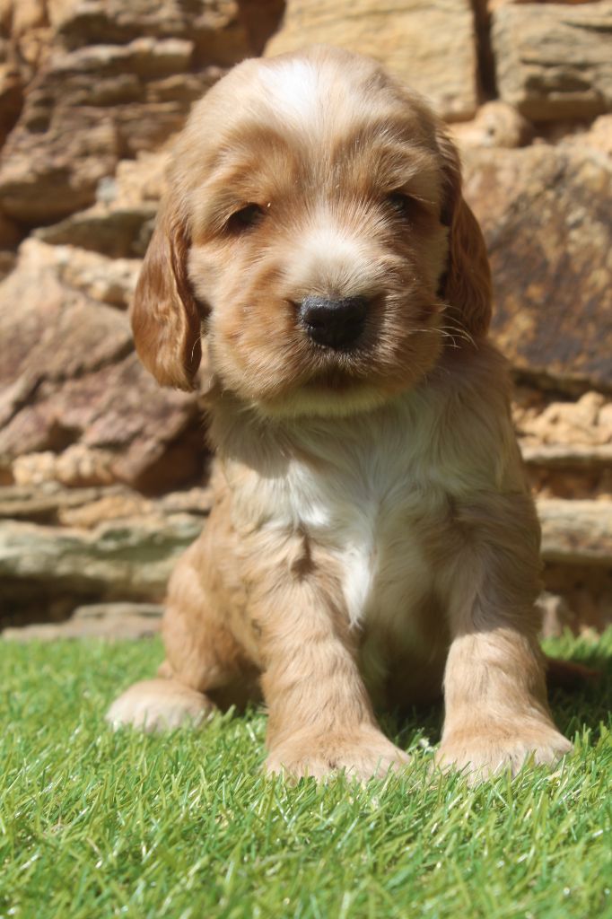 of caniland's dream - Chiots disponibles - Cocker Spaniel Anglais