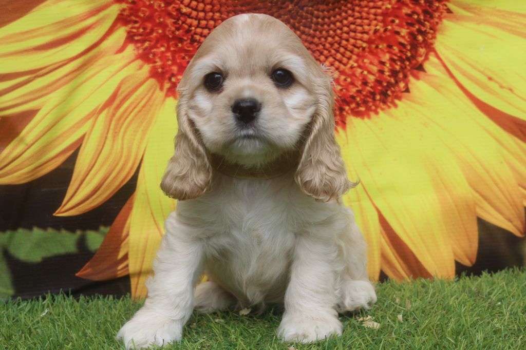 of caniland's dream - Chiots disponibles - American Cocker Spaniel