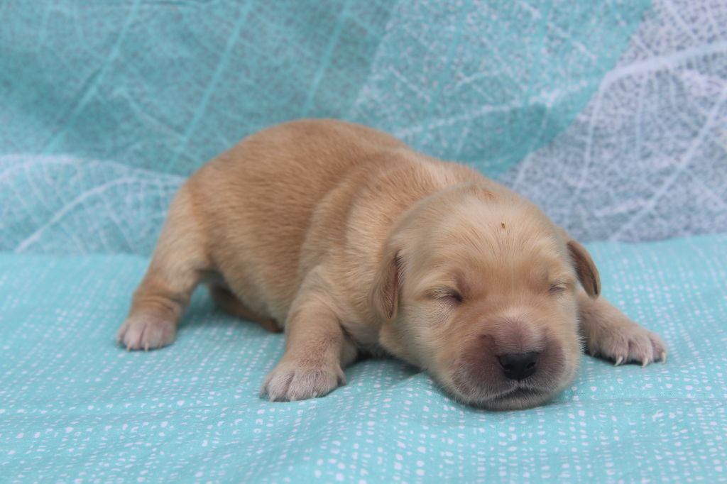 of caniland's dream - Chiots disponibles - Golden Retriever