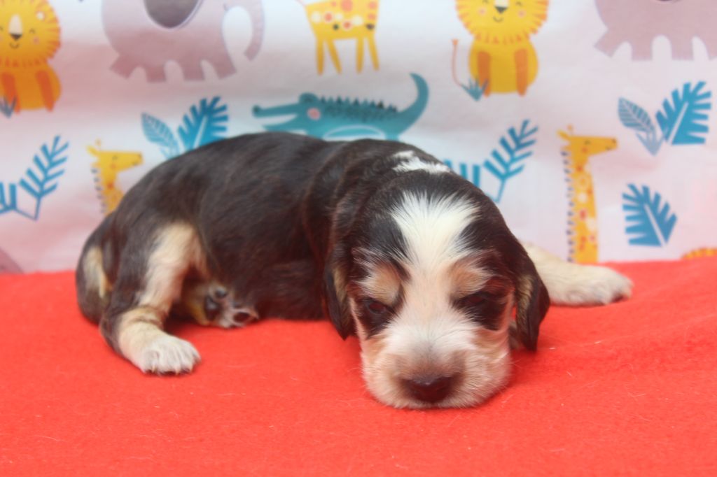 of caniland's dream - Chiots disponibles - Cocker Spaniel Anglais