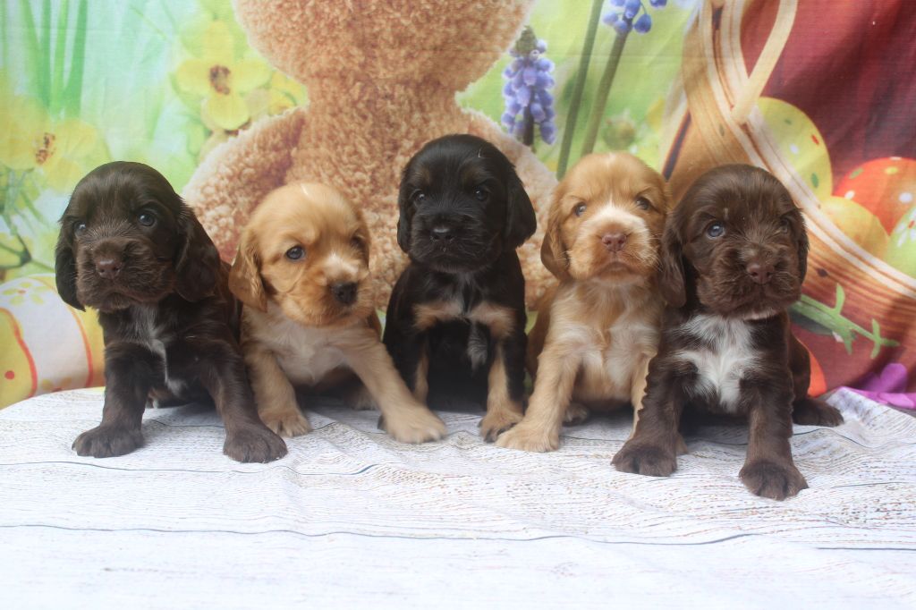Chiot Cocker Spaniel Anglais of caniland's dream