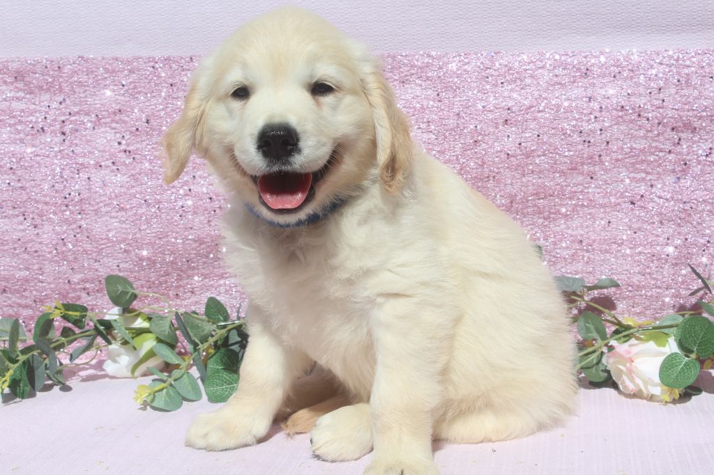 of caniland's dream - Chiots disponibles - Golden Retriever