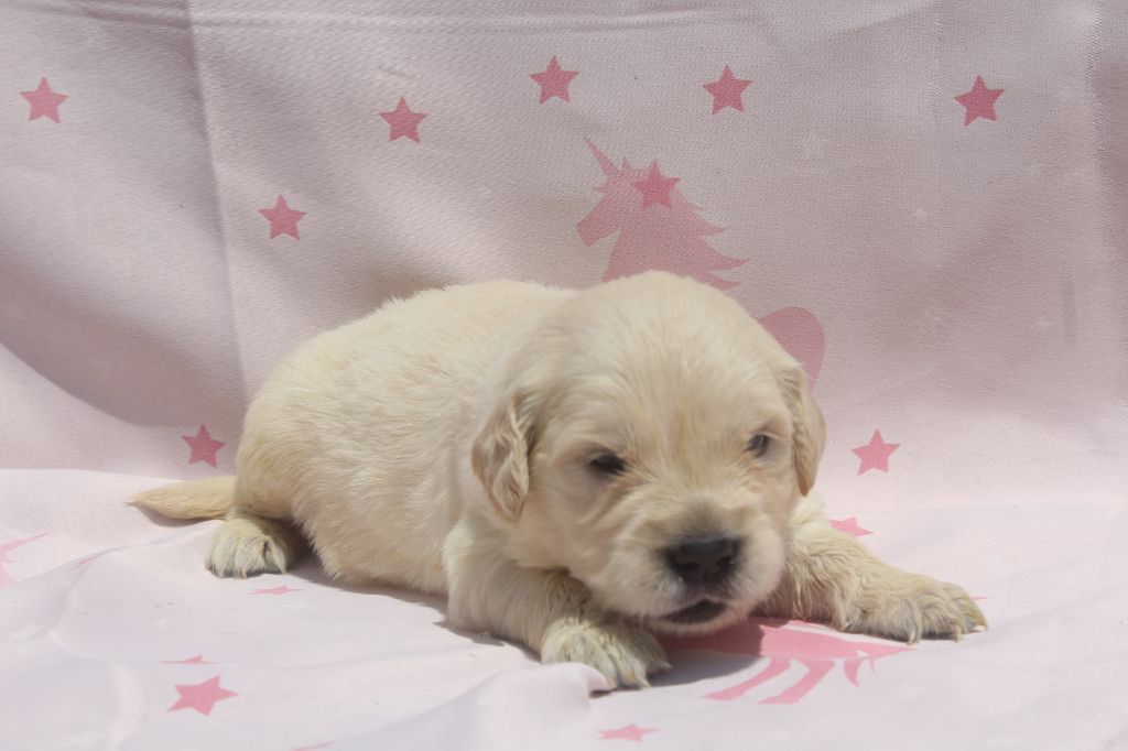 of caniland's dream - Chiots disponibles - Golden Retriever