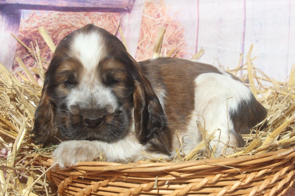 of caniland's dream - Chiots disponibles - Cocker Spaniel Anglais