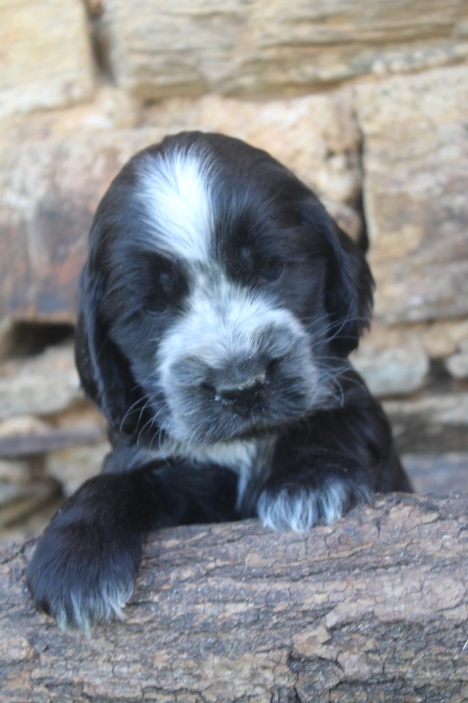 of caniland's dream - Chiots disponibles - Cocker Spaniel Anglais