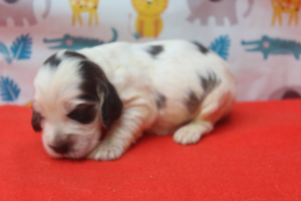 of caniland's dream - Chiots disponibles - Cocker Spaniel Anglais
