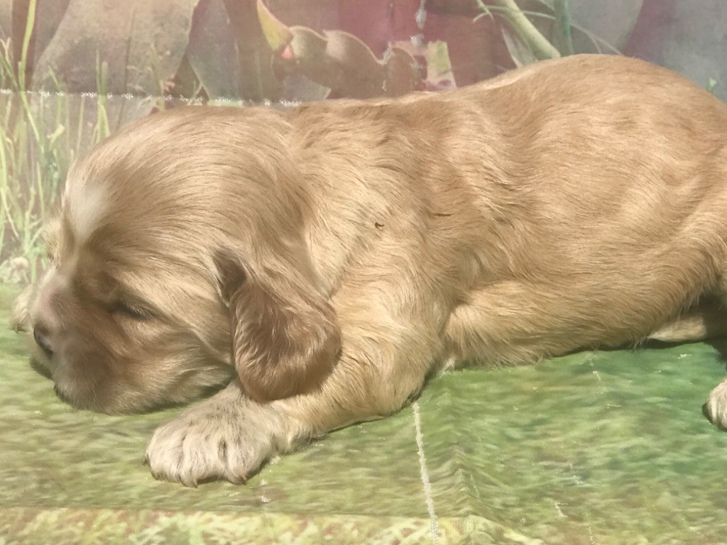 of caniland's dream - Chiots disponibles - American Cocker Spaniel