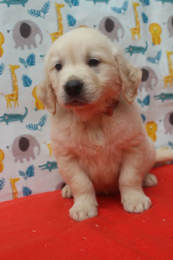of caniland's dream - Chiots disponibles - Golden Retriever