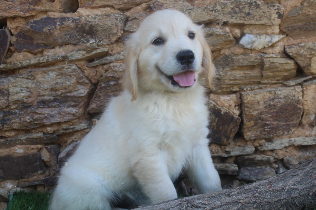 of caniland's dream - Chiots disponibles - Golden Retriever