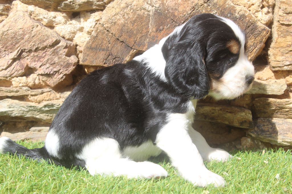 of caniland's dream - Chiots disponibles - Cocker Spaniel Anglais
